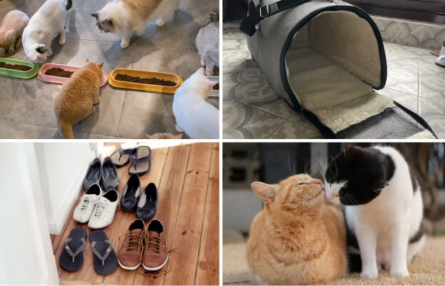 Коллаж из 3–4 небольших картинок: миски и лоток, которыми пользуются несколько кошек; переноска, в которую кладут чужую подстилку; обувь у входа; две кошки нюхают друг друга.